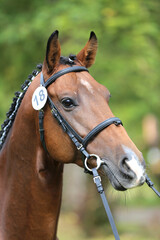Naklejka na ściany i meble Close up of a horse head portrait on breeding test outdoors