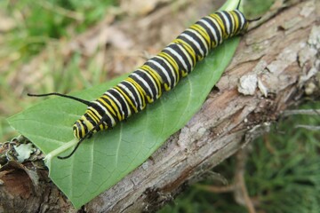 Monarch caterpillar in Florida wild, closeup