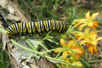 Caterpillar Monarch on asclepias flowers in Florida nature, closeup 