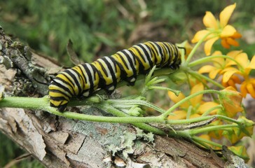 Monarch caterpillar on asclepias flowers in Florida nature, closeup