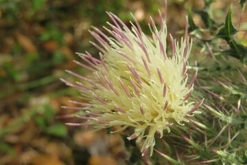 Tropical thistle flower in Florida wild, closeup