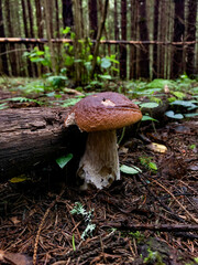 mushroom in the forest