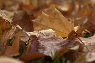 fallen maple leaves on an autumn morning