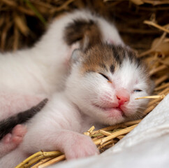 The newborn little cats is crying on the hayloft.