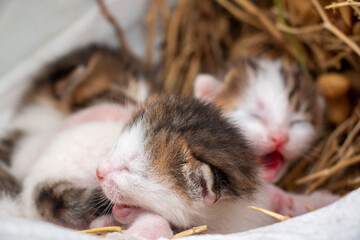 The newborn little cats is crying on the hayloft.