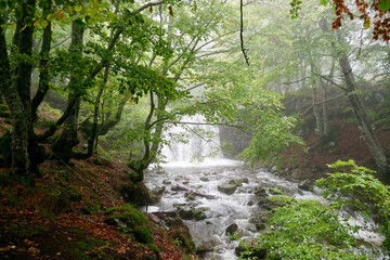 Waterfall in forest