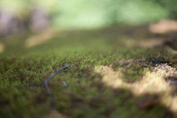 nature