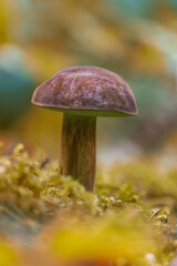 The Polish mushroom in various classification systems belongs to the genera Boletus or Xerocomus...