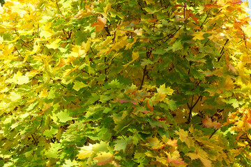  bright yellow maple foliage