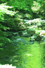 箕面の川と新緑
