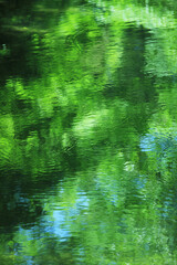水面に写る新緑