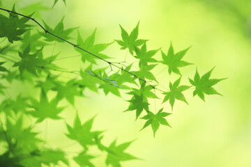 楓の新緑
