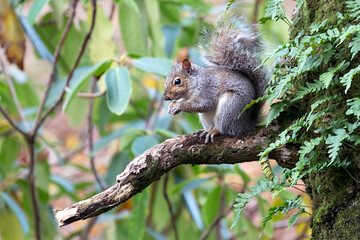Eastern grey squirrel - also known as the grey squirrel depending on region, is a tree squirrel in...