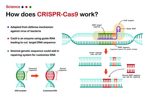 Science illustration show  CRISPR - Cas 9 work for cut and edit DNA genetic sequence as novel technique of molecular engineering