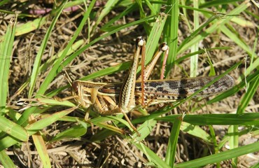 Tropical Bombay locust on grass in Florida wild, closeup