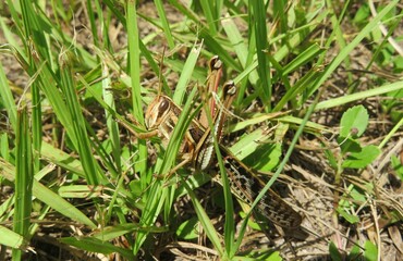 Tropical grasshopper on the grass in Florida nature, closeup