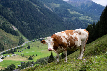 Fototapeta na wymiar Simmental cattle in the Austrian Alps looks into the camera