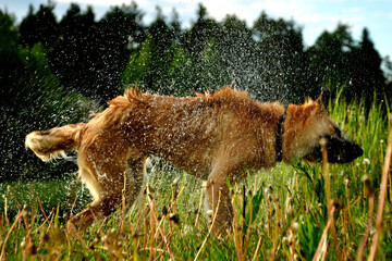 Yellow dog shakes off water after a swim