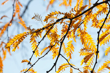 gelb verfärbtes Herbstlaub an einem Baum, Blauer Himmel, Deutschland, Europa