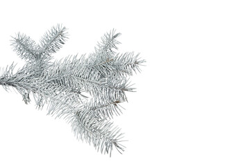 white fir branch isolated on white background, Christmas fir.