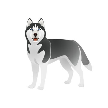 Isolated colorful happy standing black siberian husky on white background. Color flat cartoon breed dog.