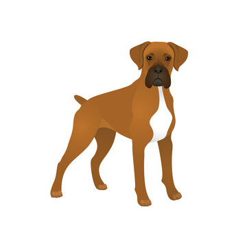 Isolated colorful happy standing german boxer dog on white background. Color flat cartoon breed dog.