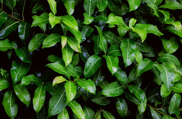 Fresh green leaves background, Flat lay of evergreen leafs textured for tropical leafs natural wallpaper
