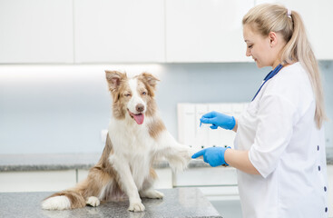 Female veterinarian puts on bandage on paw of a dog in a clinics. Empty space for text