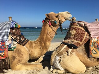 Camel on the beach, Egypt