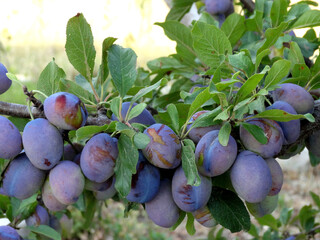 Organic Turkish damson plums on the tree.