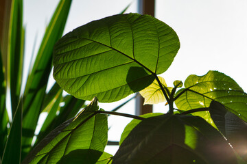 close up of house tree plant boehmeria with very big green leaf against window.