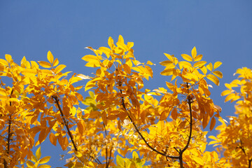 gelb verfärbtes Herbstlaub an einem Baum, Blauer Himmel, Deutschland, Europa