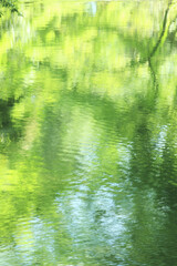 Fototapeta na wymiar 水面に写る新緑