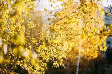 Yellow leaves on a birch tree. Autumn colors - 384103028