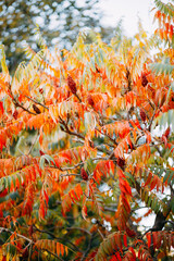 Colored leaves: red, yellow, orange and green on the tree. Autumn colors - 384103048
