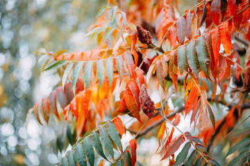 Colored leaves: red, yellow, orange and green on the tree. Autumn colors - 384103098