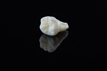 Torn human tooth on a black background. Close-up photo of extracted molar. Dental care concept.