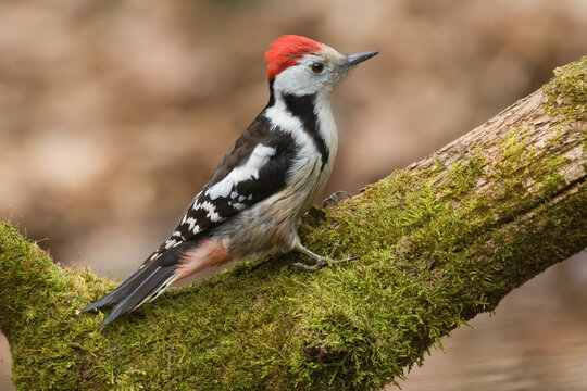 Middle spotted woodpecker. Adult bird on a tree in forest. Dendrocoptes medius