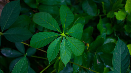 Seven Star Green Leaves on the roadside. The combination of the seven leaves creates a mystery.