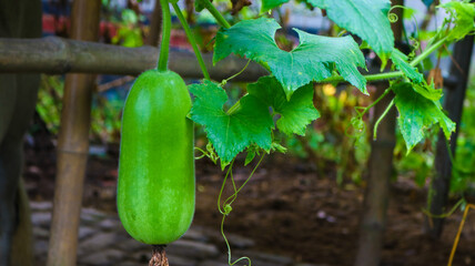 Chalkumra/Jali english name of Ash gourd/ White gourd, Botanical Name Benincasahispida B. carifea.