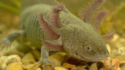 Axolotl or Mexican walking fish. Animal in water. Ambystoma mexicanum