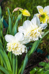 tender and beautiful first spring flowers of daffodils