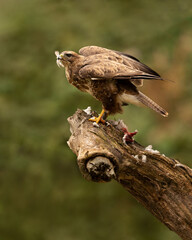 Common Buzzard with prey perched on a log.