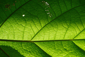 close up of house tree plant boehmeria with very big green leaf.