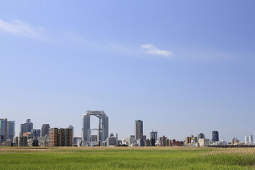 Fototapeta premium 淀川河川敷からみる大阪
