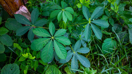Seven Star Green Leaves on the roadside. The combination of the seven leaves creates a mystery.