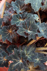 close up of begonia plant with red leaf  minimalistic style.