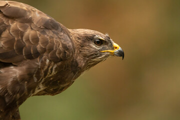 Headshot of Common Buzzard in profile.