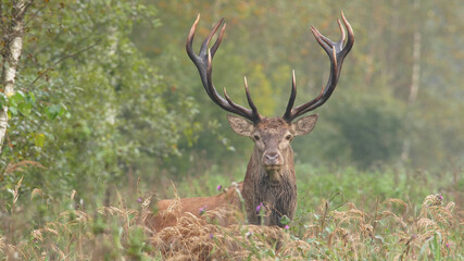 Red deer. Stag with beautiful antlers in autumn forest. Cervus elaphus