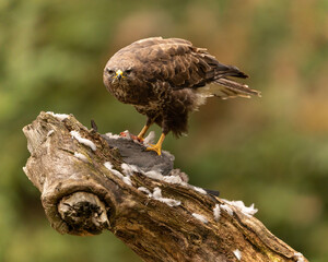 Common Buzzard  looking straight at camera with prey perched on a log.